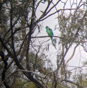 Barnardius zonarius at Mallee, NSW - 25 Aug 2022