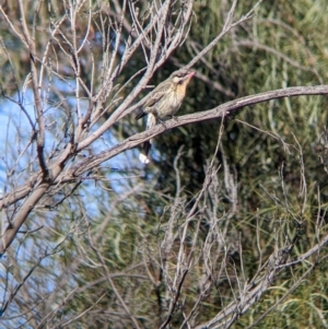 Acanthagenys rufogularis at Wentworth, NSW - 26 Aug 2022 09:44 AM