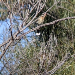 Acanthagenys rufogularis at Wentworth, NSW - 26 Aug 2022 09:44 AM