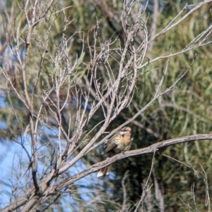 Acanthagenys rufogularis at Wentworth, NSW - 26 Aug 2022 09:44 AM