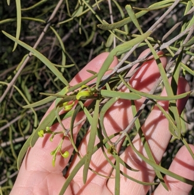 Lysiana exocarpi subsp. exocarpi (Harlequin Mistletoe) at Wentworth, NSW - 26 Aug 2022 by Darcy