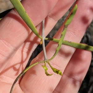 Lysiana exocarpi subsp. exocarpi at Wentworth, NSW - 26 Aug 2022