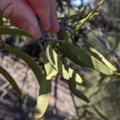 Lysiana exocarpi subsp. exocarpi at Wentworth, NSW - 26 Aug 2022