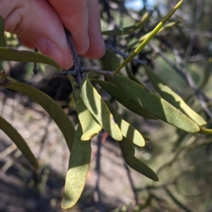 Lysiana exocarpi subsp. exocarpi at Wentworth, NSW - 26 Aug 2022 09:47 AM