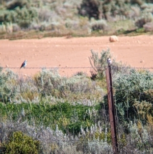 Epthianura albifrons at Wentworth, NSW - 26 Aug 2022 10:32 AM