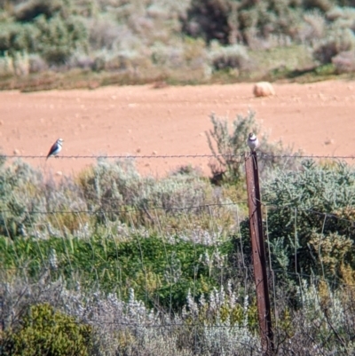 Epthianura albifrons (White-fronted Chat) at Wentworth, NSW - 26 Aug 2022 by Darcy