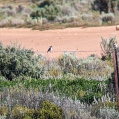 Epthianura albifrons at Wentworth, NSW - 26 Aug 2022 10:32 AM