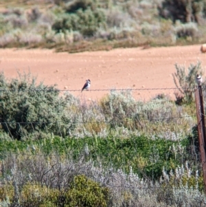 Epthianura albifrons at Wentworth, NSW - 26 Aug 2022 10:32 AM