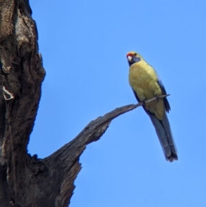 Platycercus elegans flaveolus at Wentworth, NSW - 26 Aug 2022 10:54 AM