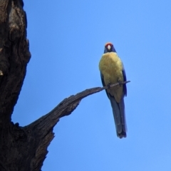 Platycercus elegans flaveolus at Wentworth, NSW - 26 Aug 2022 10:54 AM