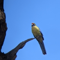 Platycercus elegans flaveolus at Wentworth, NSW - 26 Aug 2022 10:54 AM