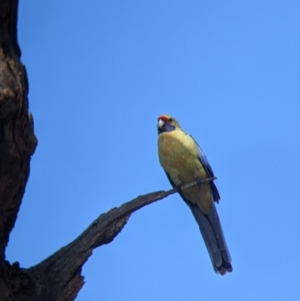 Platycercus elegans flaveolus at Wentworth, NSW - 26 Aug 2022 10:54 AM