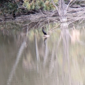 Phalacrocorax sulcirostris at Anabranch South, NSW - 26 Aug 2022