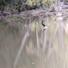 Phalacrocorax sulcirostris at Anabranch South, NSW - 26 Aug 2022