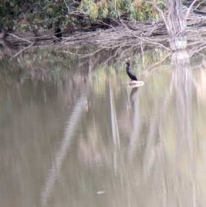 Phalacrocorax sulcirostris at Anabranch South, NSW - 26 Aug 2022 12:20 PM