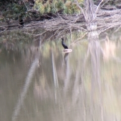 Phalacrocorax sulcirostris at Anabranch South, NSW - 26 Aug 2022 12:20 PM