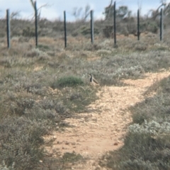 Vanellus tricolor (Banded Lapwing) at Anabranch North, NSW - 26 Aug 2022 by Darcy