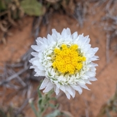Polycalymma stuartii at Broken Hill, NSW - 26 Aug 2022 by Darcy