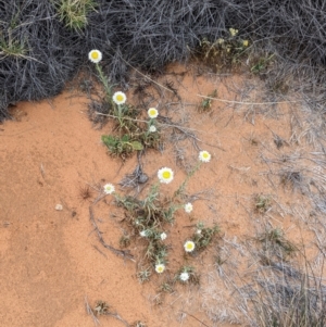 Polycalymma stuartii at suppressed - 26 Aug 2022