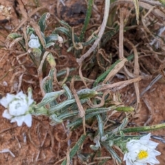 Polycalymma stuartii at suppressed - suppressed