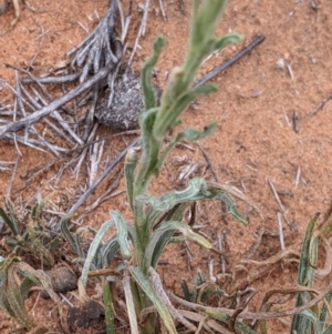 Polycalymma stuartii at suppressed - 26 Aug 2022