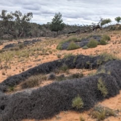 Polycalymma stuartii at suppressed - suppressed