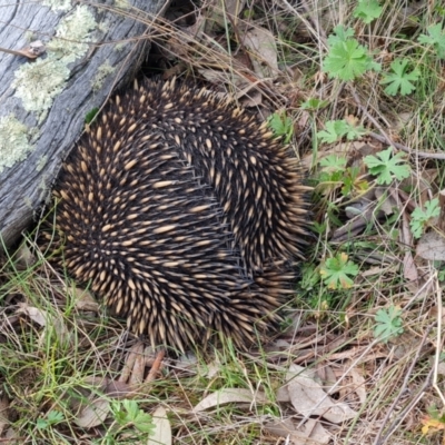 Tachyglossus aculeatus (Short-beaked Echidna) at Isaacs Ridge and Nearby - 5 Sep 2022 by Mike