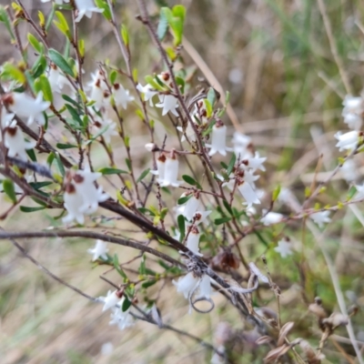 Cryptandra amara (Bitter Cryptandra) at Isaacs, ACT - 5 Sep 2022 by Mike