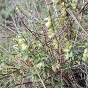 Melichrus urceolatus at Isaacs, ACT - 5 Sep 2022