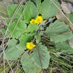 Cymbonotus sp. (preissianus or lawsonianus) (Bears Ears) at Isaacs, ACT - 5 Sep 2022 by Mike