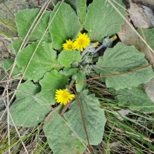 Cymbonotus sp. (preissianus or lawsonianus) at Isaacs, ACT - 5 Sep 2022