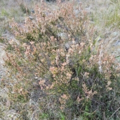 Brachyloma daphnoides (Daphne Heath) at Isaacs, ACT - 5 Sep 2022 by Mike