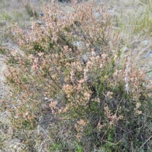 Brachyloma daphnoides at Isaacs, ACT - 5 Sep 2022 02:33 PM