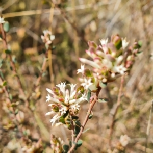 Brachyloma daphnoides at Isaacs, ACT - 5 Sep 2022