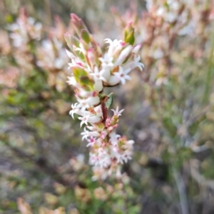 Brachyloma daphnoides at Isaacs, ACT - 5 Sep 2022 02:33 PM