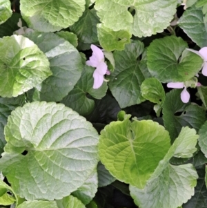 Viola odorata at Watson, ACT - 5 Sep 2022