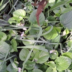 Viola odorata at Watson, ACT - 5 Sep 2022