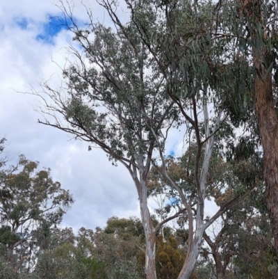 Eucalyptus blakelyi (Blakely's Red Gum) at Mount Majura - 5 Sep 2022 by abread111