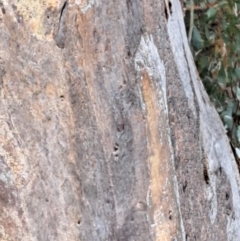 Eucalyptus blakelyi at Mount Majura - 5 Sep 2022