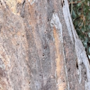 Eucalyptus blakelyi at Mount Majura - 5 Sep 2022