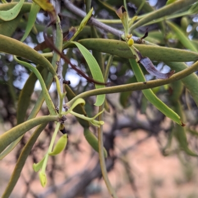 Lysiana exocarpi subsp. exocarpi (Harlequin Mistletoe) at Broken Hill, NSW - 26 Aug 2022 by Darcy