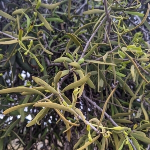 Lysiana exocarpi subsp. exocarpi at Broken Hill, NSW - 26 Aug 2022