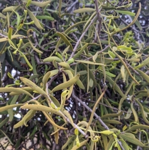 Lysiana exocarpi subsp. exocarpi at Broken Hill, NSW - 26 Aug 2022