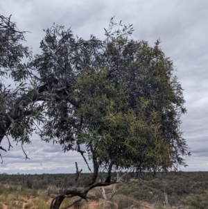 Lysiana exocarpi subsp. exocarpi at Broken Hill, NSW - 26 Aug 2022 02:30 PM