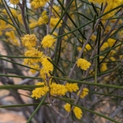 Acacia burkittii (Burkitt's Wattle, Sandhill Wattle, Pinbush Wattle) at Broken Hill, NSW - 26 Aug 2022 by Darcy