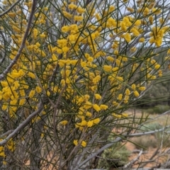 Acacia burkittii at Broken Hill, NSW - 26 Aug 2022