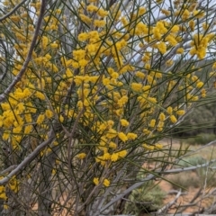 Acacia burkittii at Broken Hill, NSW - 26 Aug 2022 02:32 PM