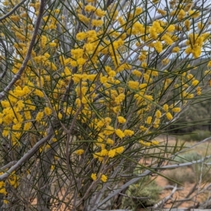 Acacia burkittii at Broken Hill, NSW - 26 Aug 2022