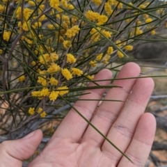 Acacia burkittii at Broken Hill, NSW - 26 Aug 2022 02:32 PM