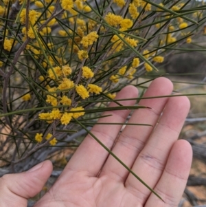 Acacia burkittii at Broken Hill, NSW - 26 Aug 2022